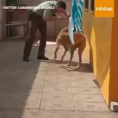 Chilean police rescue trapped dog