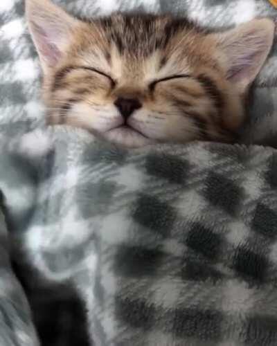 Tucked in kitty.