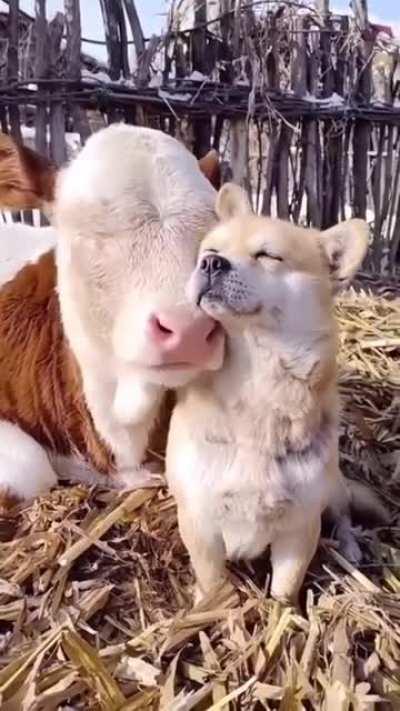 Animals being friends with other animals (my favorites collection)