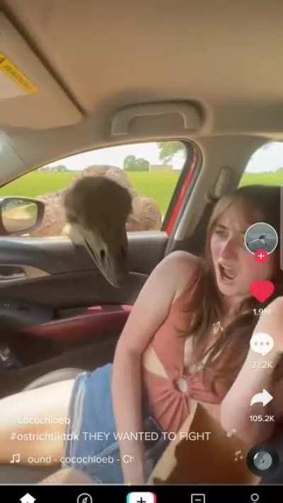 Yet another African goose stepping over the line