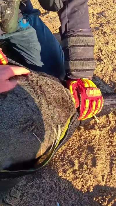 Conservationists free a seal