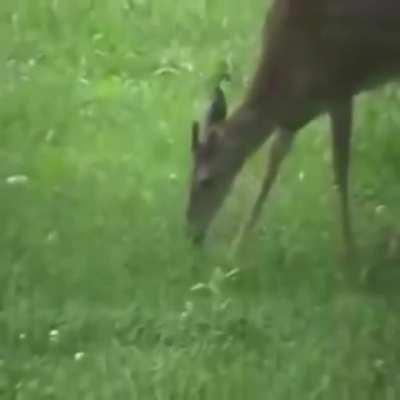 И снова у травоядных какой-то сбой