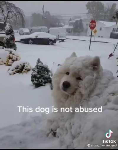 Thought y’all would enjoy (Not my OC, OC by @enzo_thesamoyed on tiktok)
