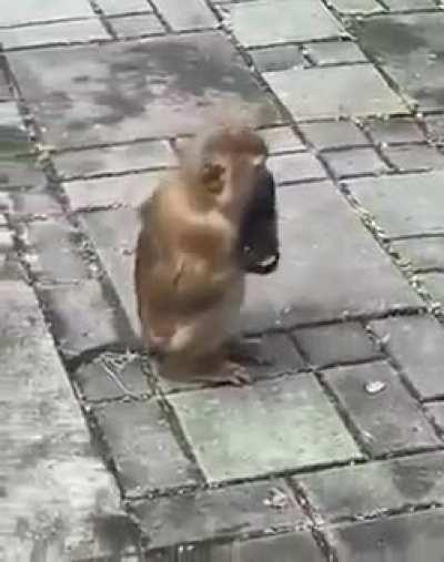 Monkey see, Monkey do