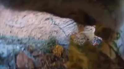 Gonzo brings trashgifts home for his human