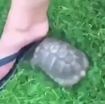 TuRtLe FuCkInG KiLlS PeOpLe