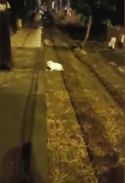 as carça erguida do home monkaW