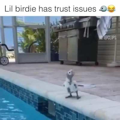 Birb debating with himself