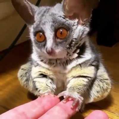 Mouse lemurs have the smallest known brain of any primate, at just 0.004 pounds (2 grams)