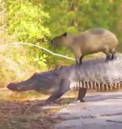 Shiddy capybara has no fear