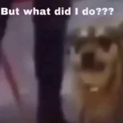 Da fuq did that dog do???
