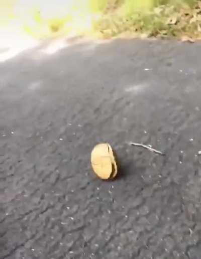 Filming a hit and run