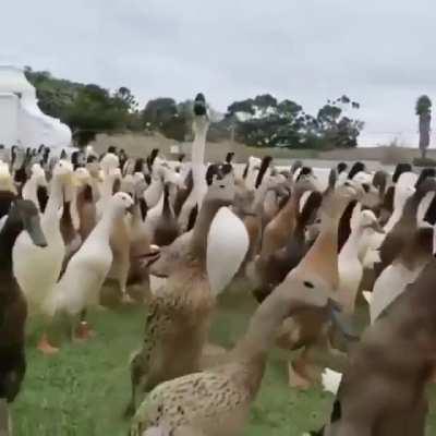 Is this it? Is this all you can conjure Saruman?