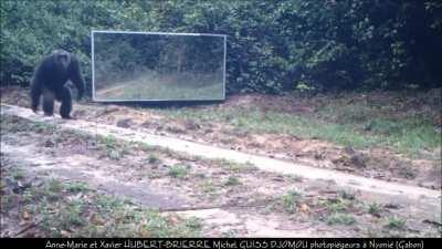 monkeydonians when you explain that their history is actually greek and bulgarian