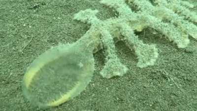 Nudibranch taking a bite.