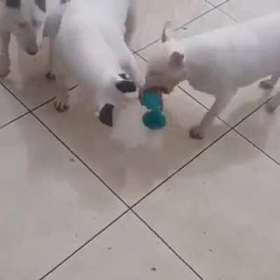 Walter is strong (I hope its not a repost)