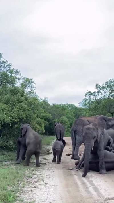 Elephant get-together. Groups of adults socializing, exuberant youngsters