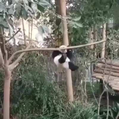 Panda is fighting for his life.