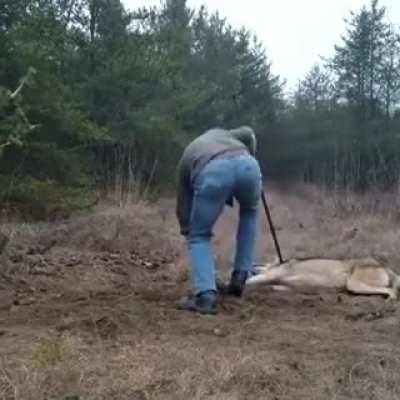 Man saving a trapped wolf.