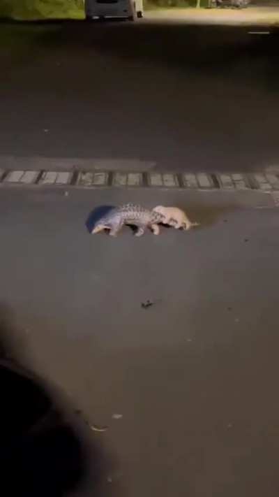 Rare animal pangolin crossing the road with her child