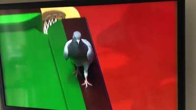 Pigeon in the crucible