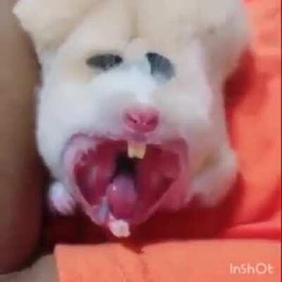 Thanks, I hate it when hamsters yawn -_-