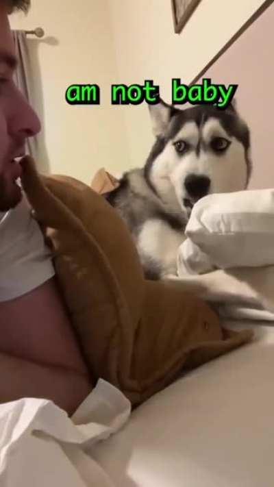 Daily argument with hooman is must