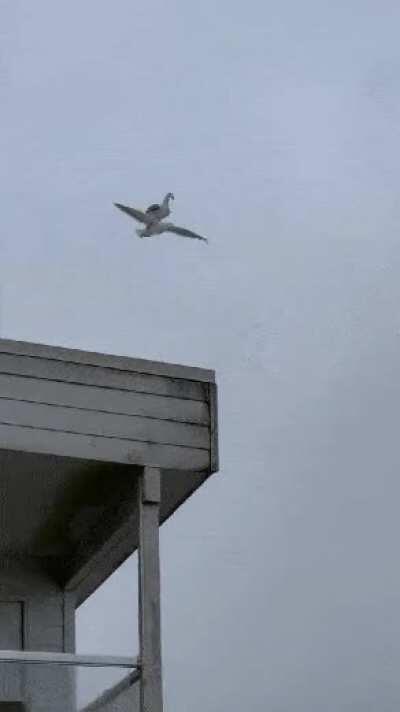 ULA seagulls spotted flying towards their next target