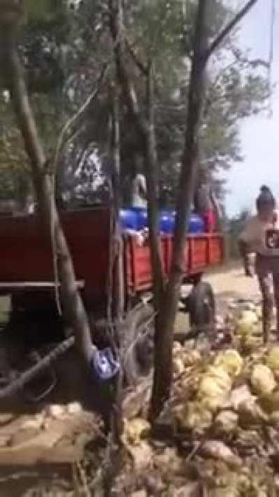 follow me for more recipes (varză murată)