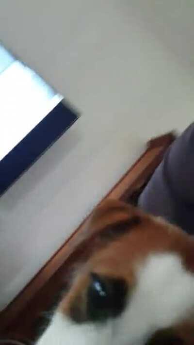 Sound on. Puppy noises. Audible anti depressants.