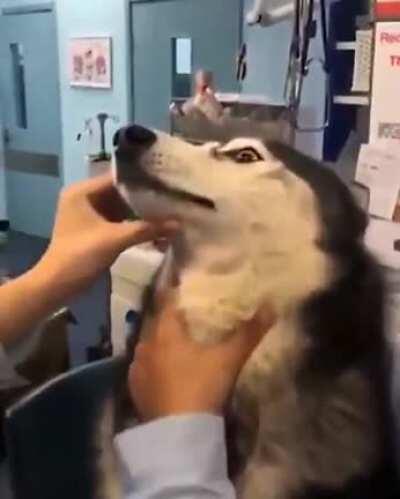 To give doggo his medicine.
