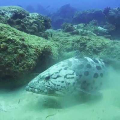 When divers began following a moray eel, its hunting pal, a grouper, intervened to shield the eel from the divers. Various species of groupers and moray eels are known to hunt together as a team while protecting each other: the eel and grouper flush out s