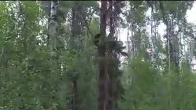 Bear falls from tree after getting hit by bow