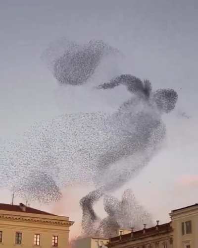 🔥 A spectacular looking murmuration filmed in Italy