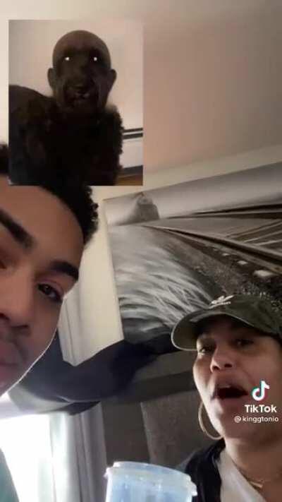 The human dog Gilbert