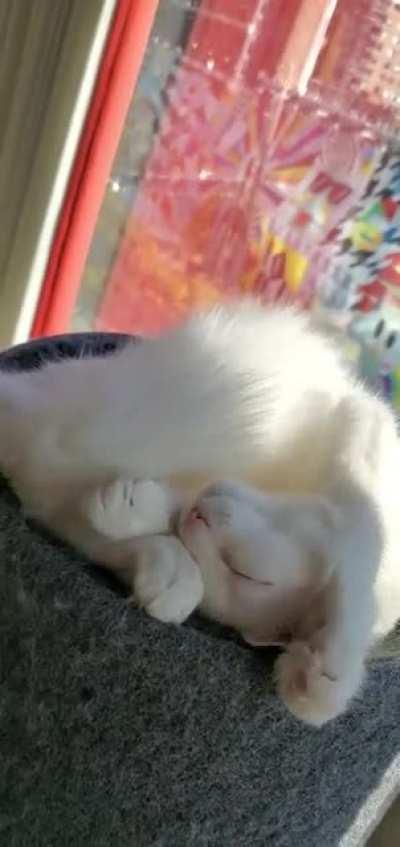 I was told to post here... you guys think Baby wanted to be Pet???