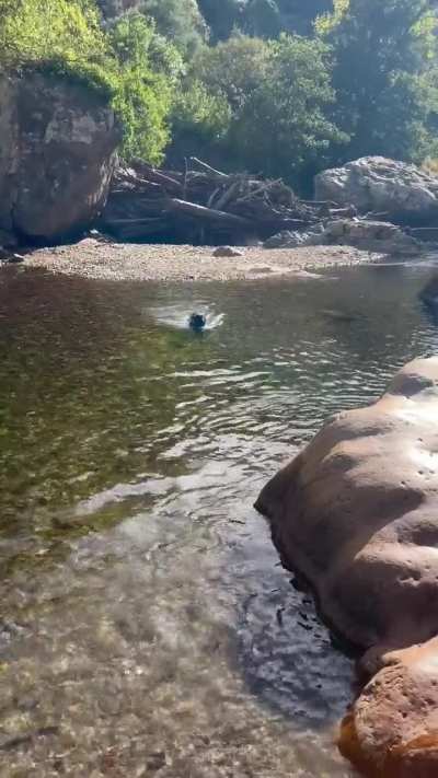 My pup swimmed for the first time ever! A round of applause 👏