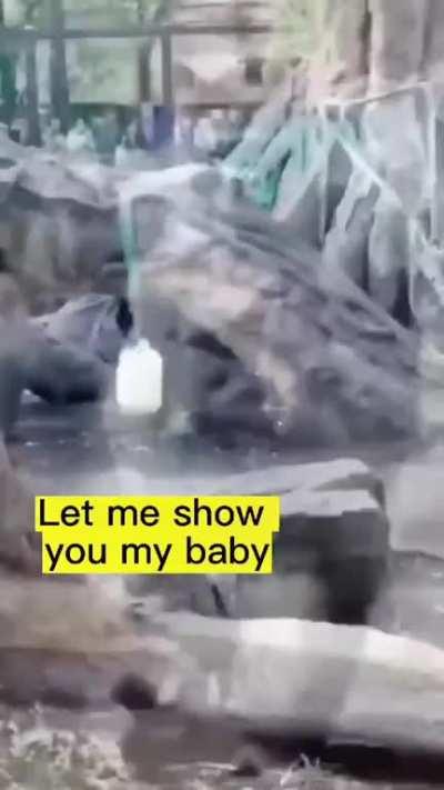 gorilla sees a child and shows her child