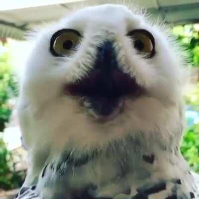 Every year, millions of Americans come together to celebrate carnivorous birds of prey with exceptional neck flexibility and revel in the glory of the Almighty SuperbOwl