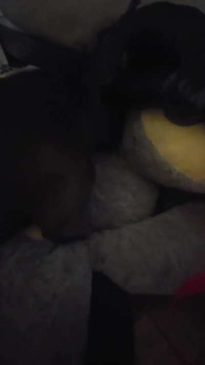 New teddy.. I mean hump toy 🤦‍♀️ this girl 😅🤣