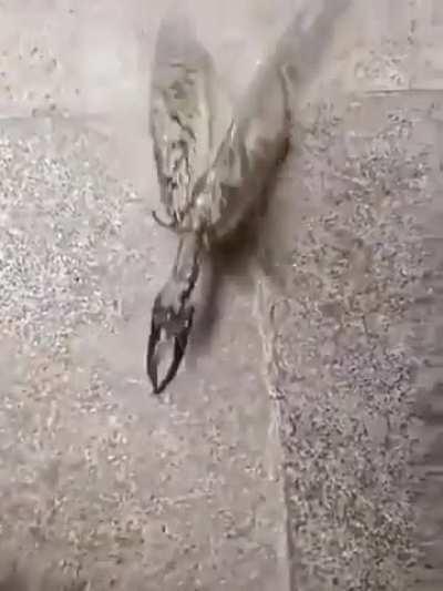 Anyone know what this thing is?