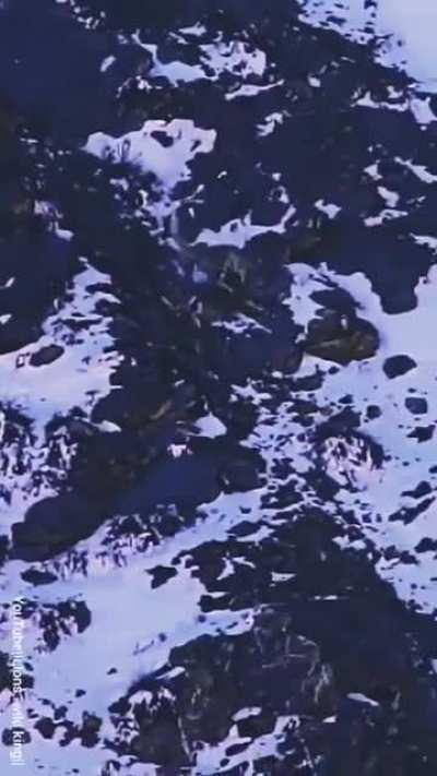 Predator, prey chase in snowy mountains