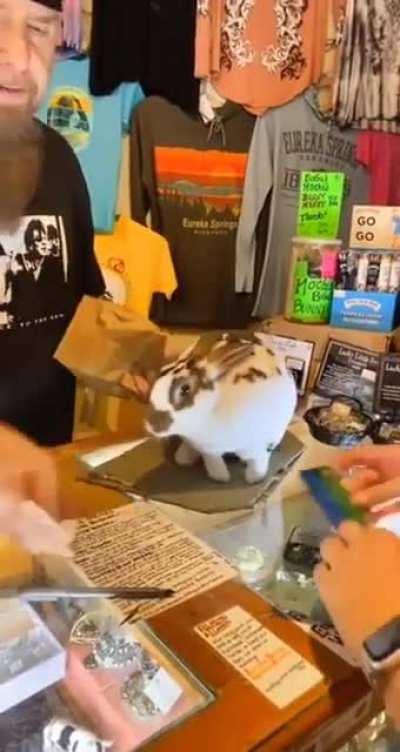 Rabbit Working Hard At The Shop