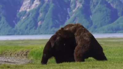 🔥 A full on bear fight which demonstrates how powerful they are