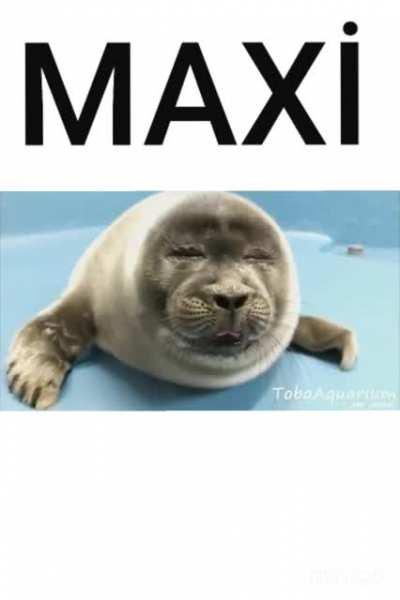 Maxi 🤝