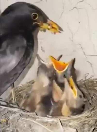 Сорока-ворона кашу варила - деток кормила....