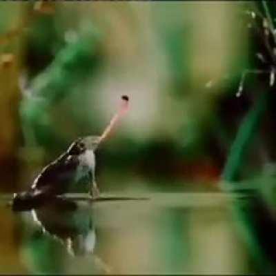 My frog people need me!