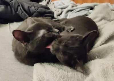 Finally managed to catch the rare double-grooming on tape (Mau and Anubis, former ferals)