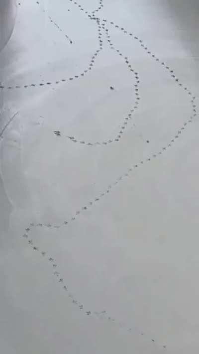 I can fly, but today I choose to walk