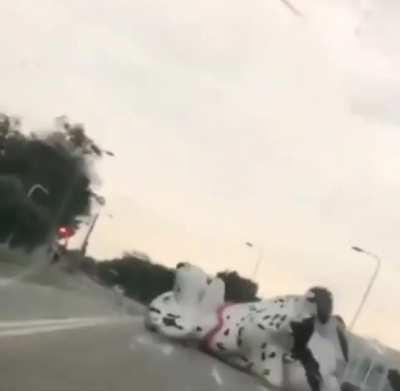 Razjareni Dalmatinac razara Kragujevac